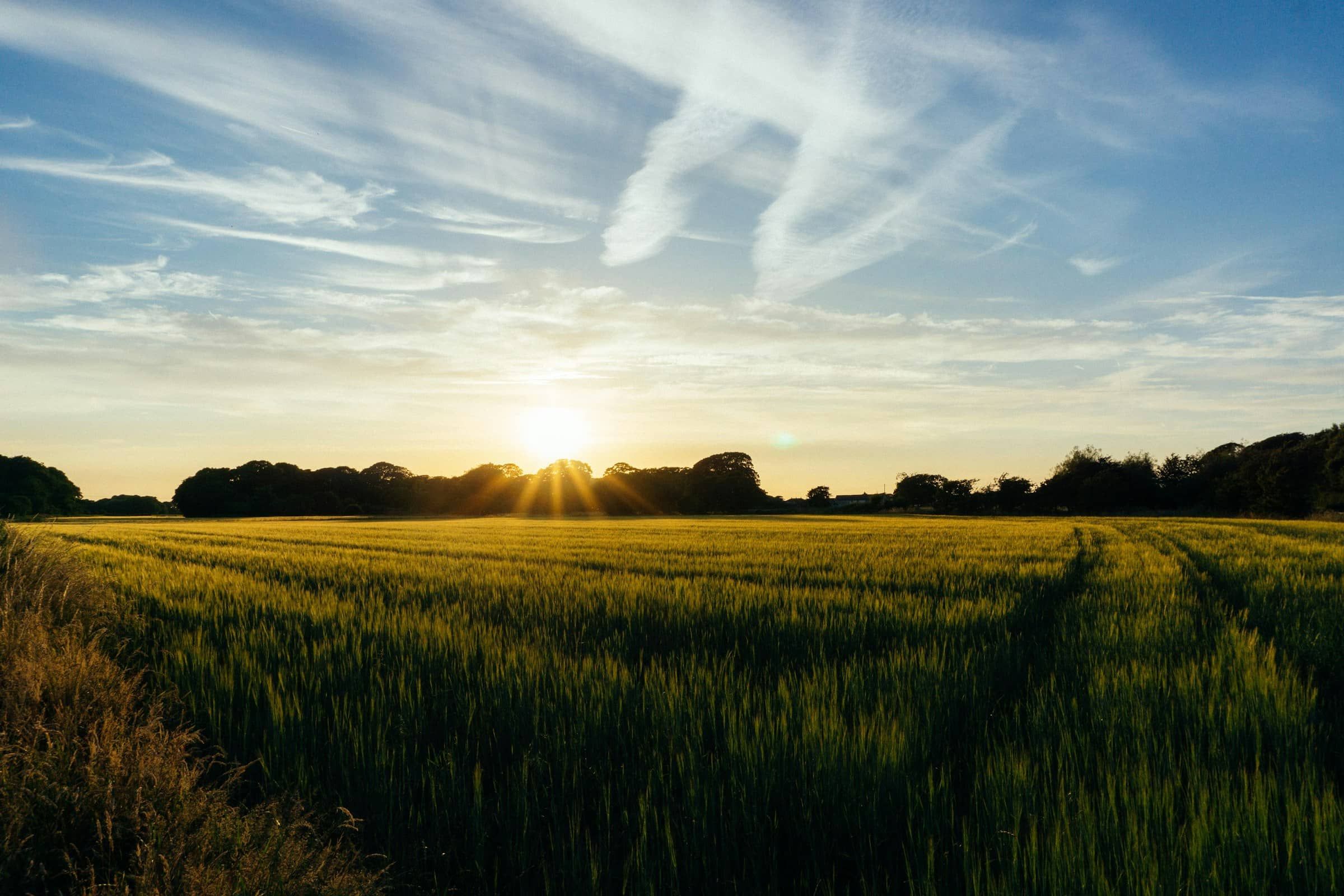 Champ de blé au lever du soleil