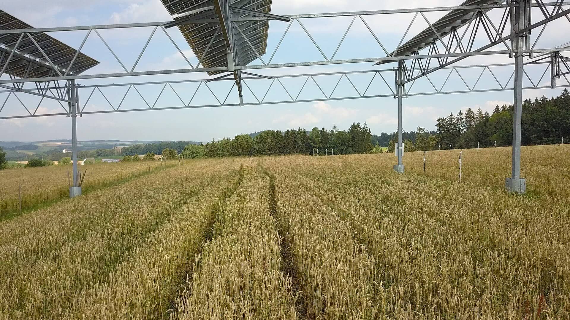 Champ de blé sous une structure agrivoltaïque équipée de panneaux solaires