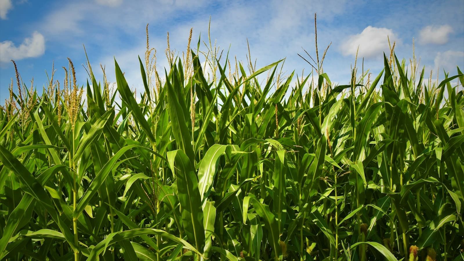 Plants de maïs sains et verts
