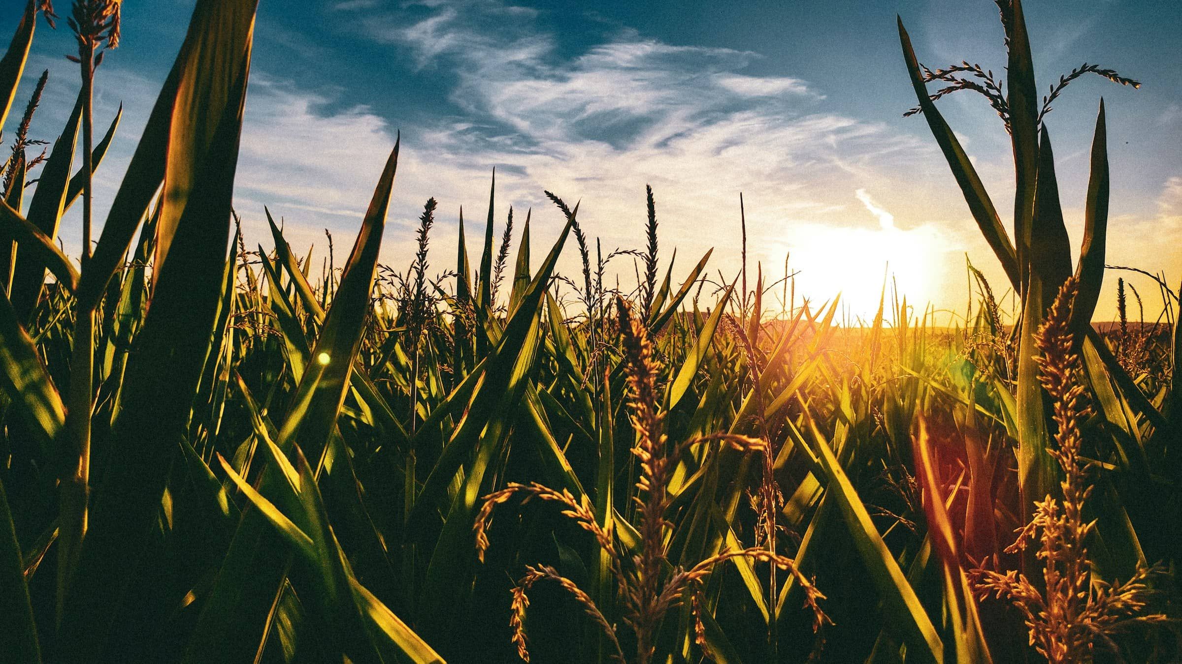 Champ de maïs éclairé par le soleil bas sur l’horizon
