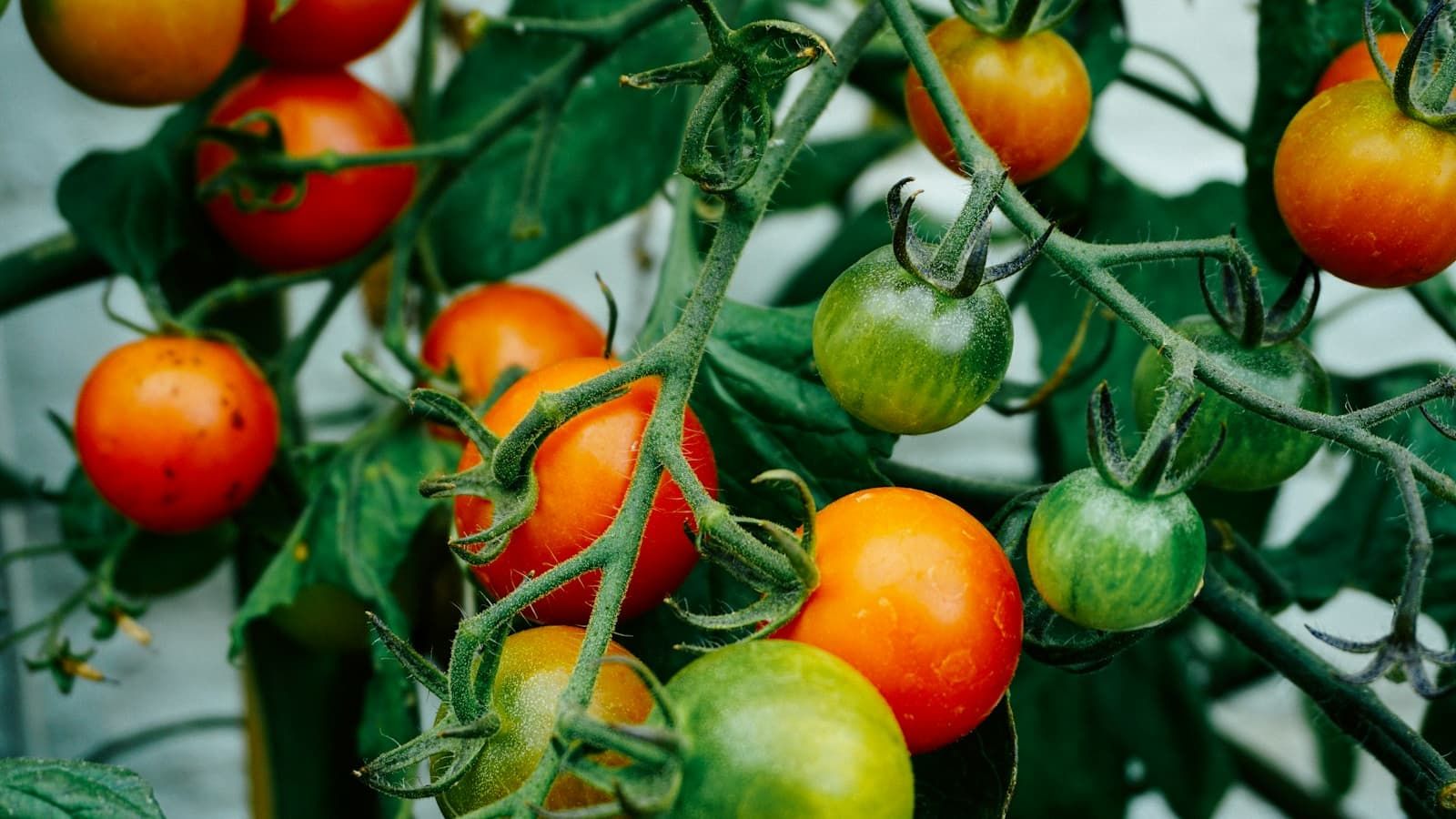 Pied de tomate sain chargé de fruits en train de mûrir