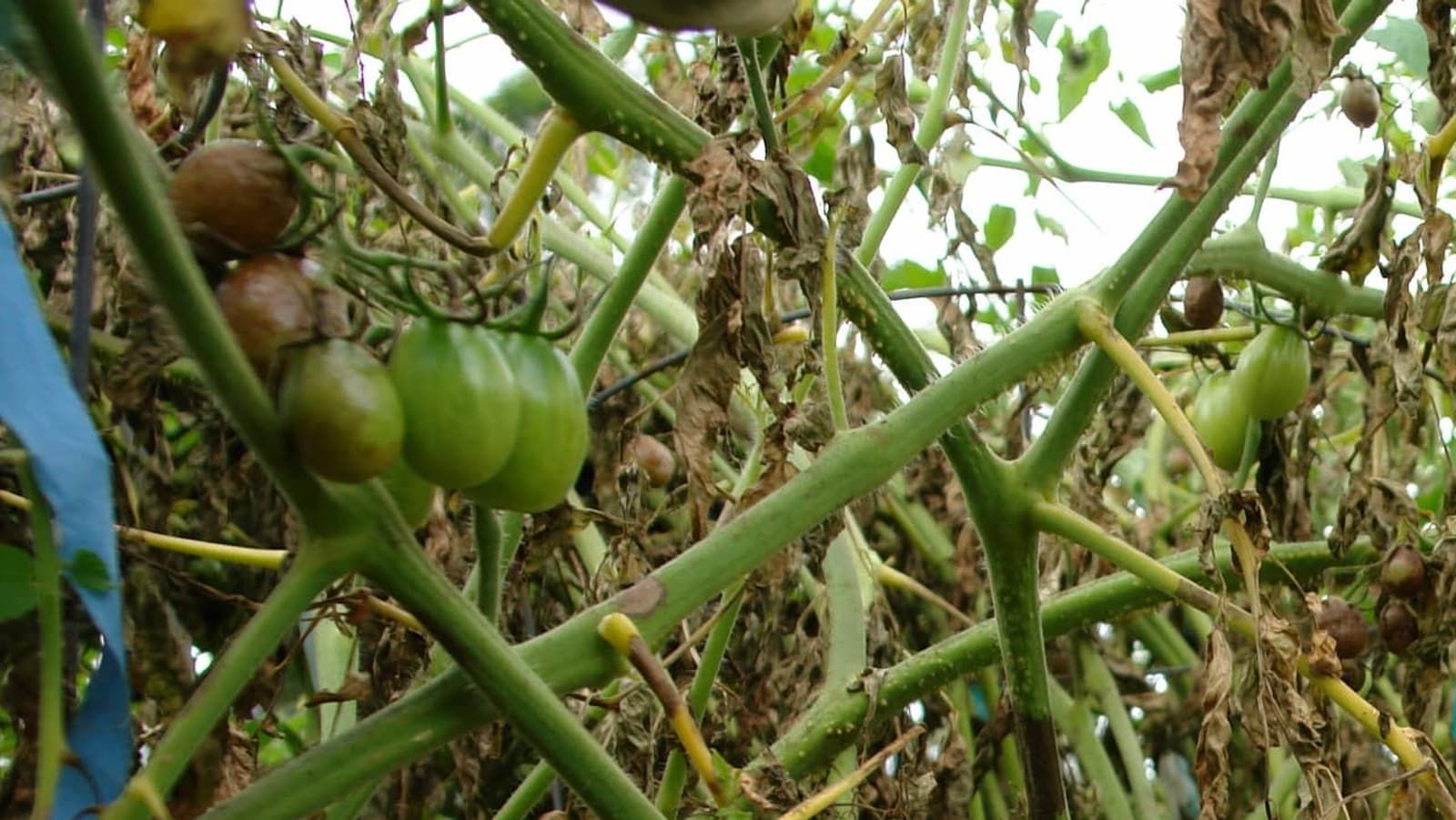 Plants de tomate atteints de mildiou : feuillage desséché et fruits abîmés