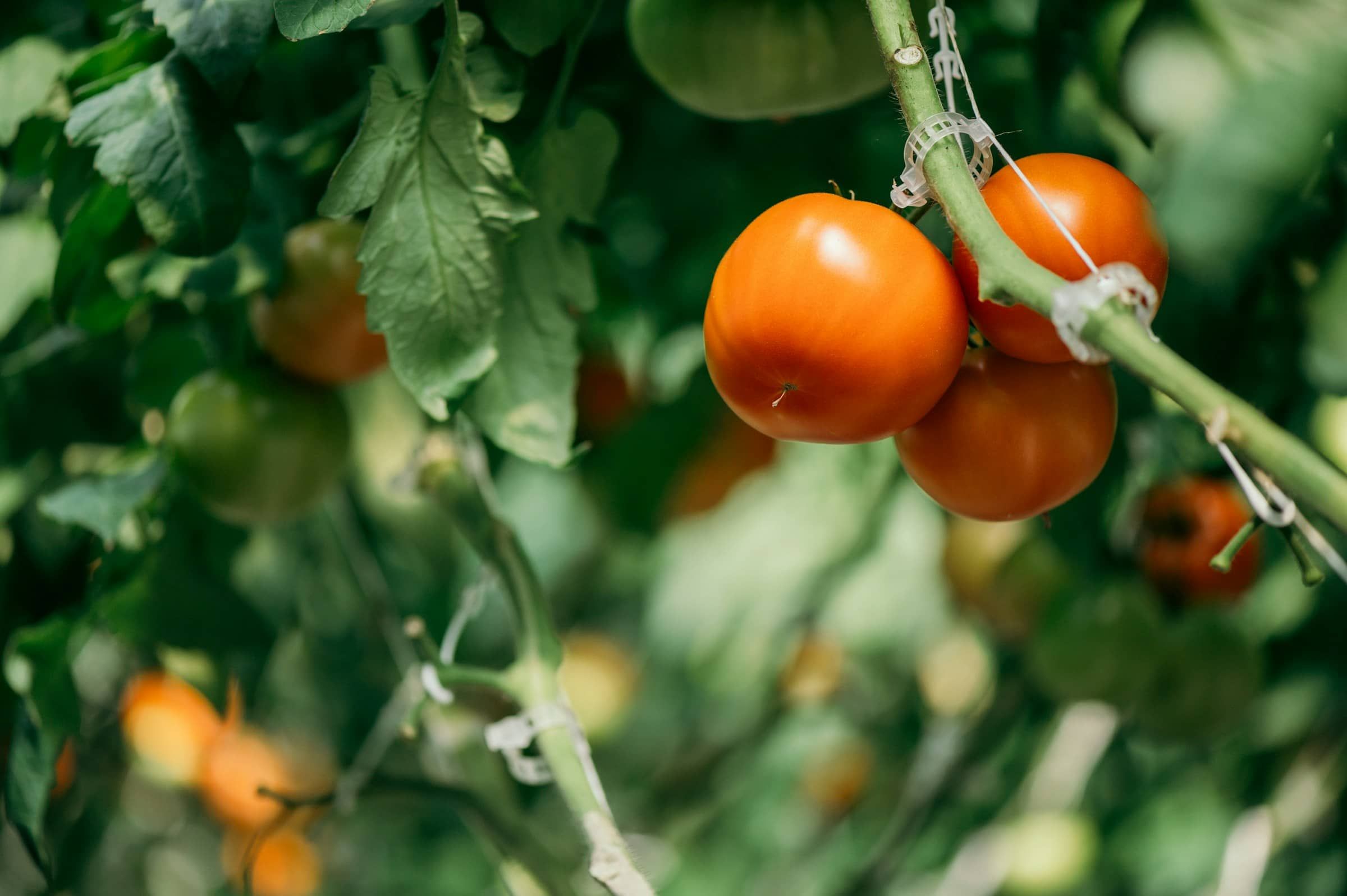 Grappe de tomates mûrissant sous serre